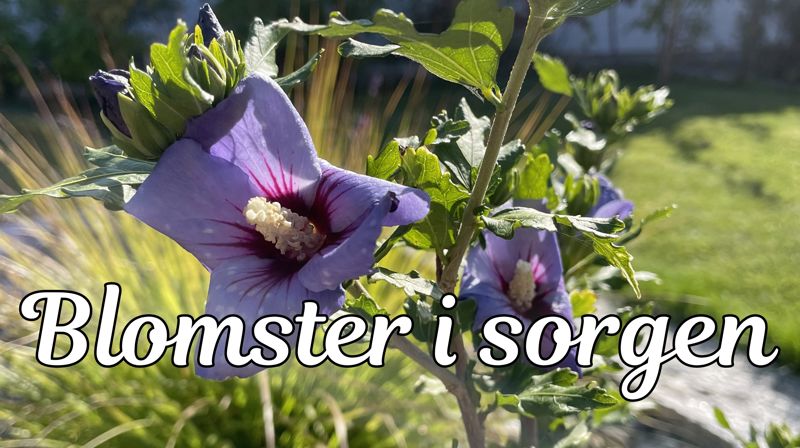 Blomster i sorgen