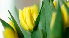 Synstolkning: bilde av gule tullipaner.