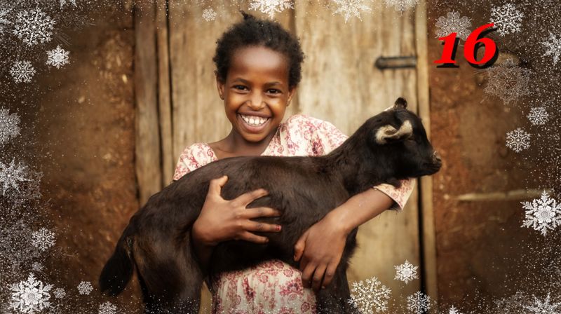 Foto: Kirkens nødhjelp, Amanda Gamada, 7 år, med geit i Beseko Ilala i Etiopia. 