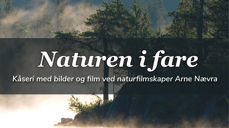 Foto: "Skogsmystikk" av Arne Nævra