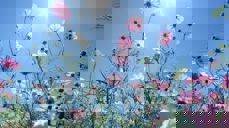 Bilde: Blomster i sol