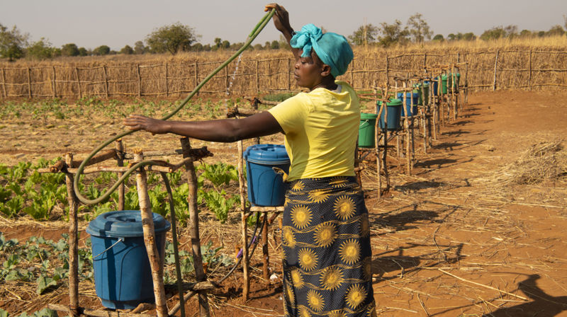 I Malawi jobber Kirkens Nødhjelp med klimatilpasset jordbruk, gjennom vanning via dryppsystemer. Foto: Kirkens Nødhjelp