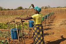 I Malawi jobber Kirkens Nødhjelp med klimatilpasset jordbruk, gjennom vanning via dryppsystemer. Foto: Kirkens Nødhjelp