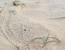 Spor i sanden. Foto: Kirkerådet