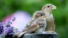 Illustrasjonsbilde fra Pixabay