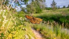 Sommarfugl. Foto: Erik Karits / pexels.com