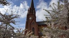 Alléen utenfor domkirken blomstrer vakkert i maisola (FOTO: Endre Fyllingsnes)