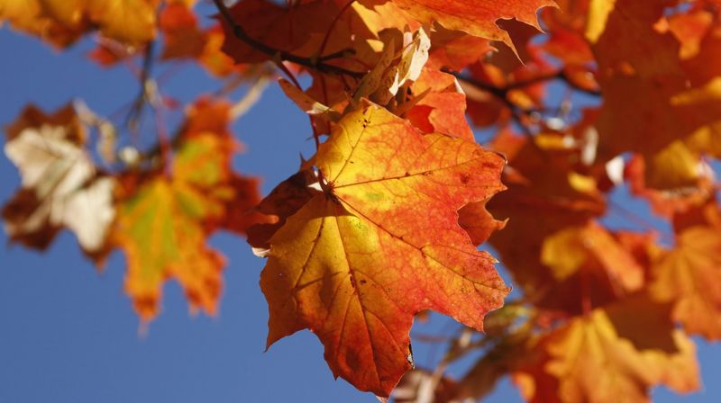 Velkommen til sangkveld 03. oktober kl 19.00