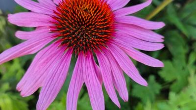 Kontoret har sommerstengt