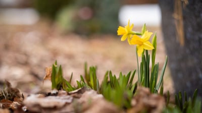 Påskehøytid i Tranby Kirke