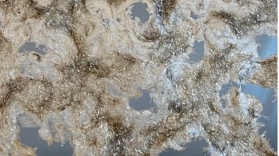 100% Lin, nærbilde. Foto: Hege Bratsberg