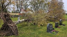 Vindfall på Agdenes kirkegård
