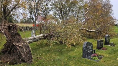 Vindfall på Agdenes kirkegård
