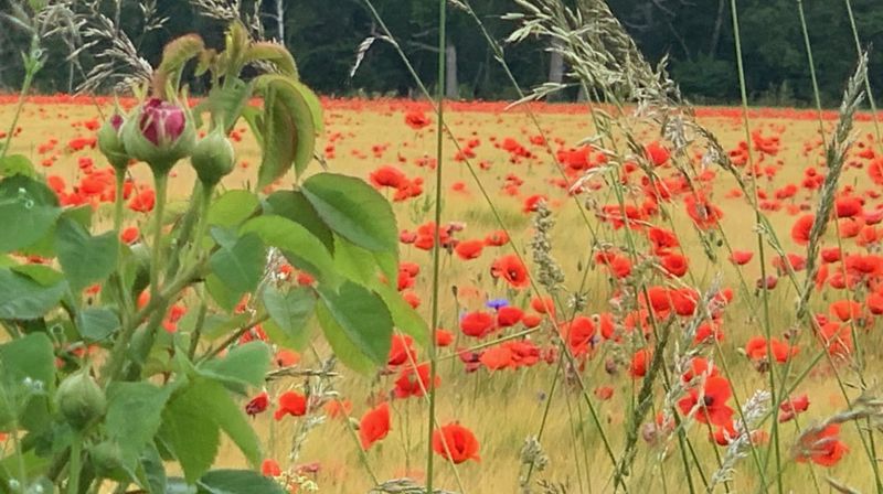 Sommerhilsen - gudstjenester i sommer