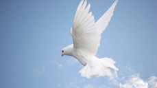 Foto: Kirkene i gamle Oslo