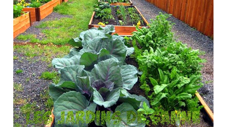 Har du lyst til å plante urter og grønnsaker?