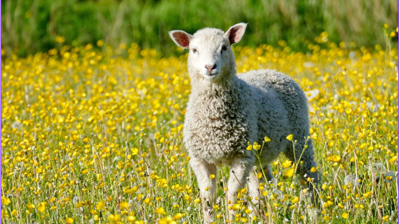 Krøllekveld! Torsdag 7. mai kl. 17 - 18 ønsker vi velkommen til alle barn født i 2023, sammen med en voksen og et kosedyr.