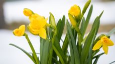 Påskeliljer.  Foto: Kirkerådet