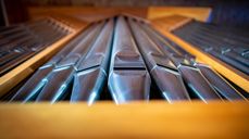 Orgelpiper – foto: Bo Mathisen